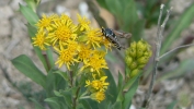 PICTURES/Spectra Point - Rampart Trail Overlook/t_Yellow Flower & Bug4.JPG